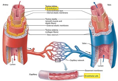 vascular endothelium physiological Doc