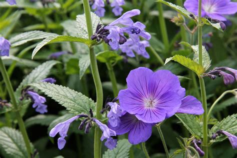 vast planten in de tuin PDF