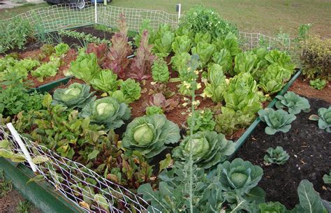 vegetable gardening in florida Epub