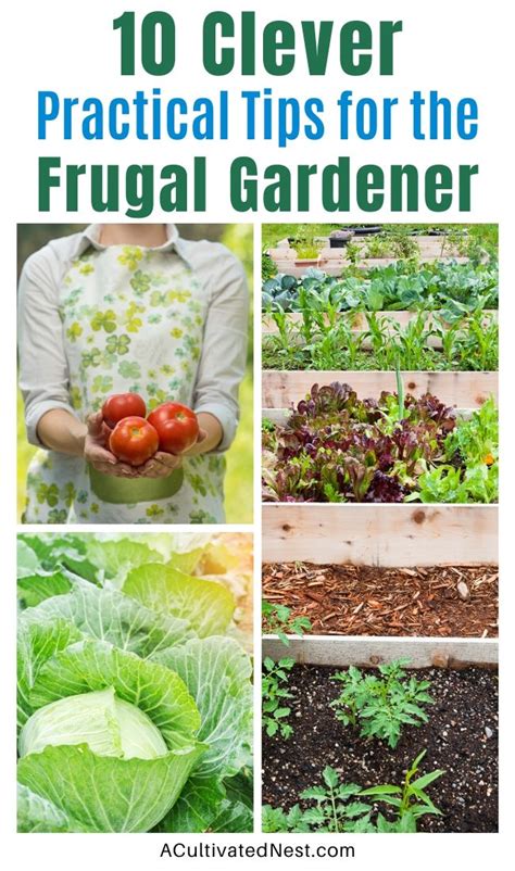 vegetables cultivated gardener Reader