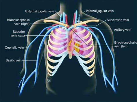 veins of chest