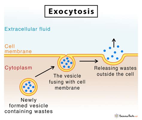 venn diagram for endocytosis exocytosis pdf Doc