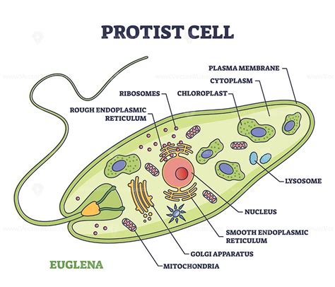 venn diagram of protists pdf Kindle Editon