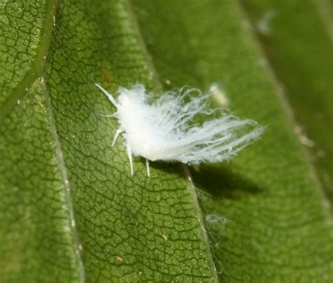 very small white bug