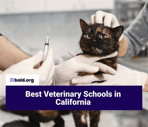 vet programs in california