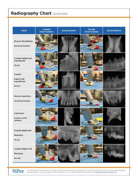 veterinary dental x ray positioning guide air techniques 552834 pdf Doc