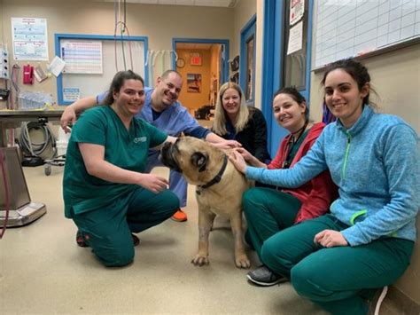 veterinary medical center of long island