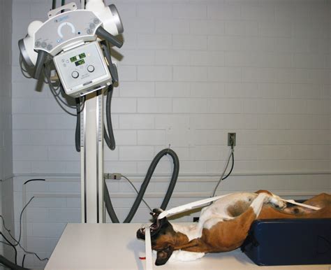 veterinary radiographic positioning guide Kindle Editon