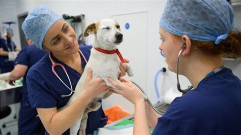 veterinary technology