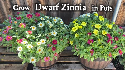 video of zinnia planting in small pot Reader