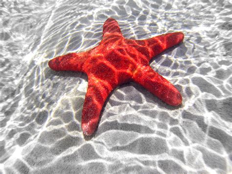 videos of starfish