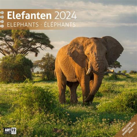 vielf ltig durch 2016 kalender elefanten Reader
