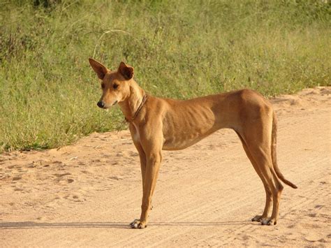 village dogs