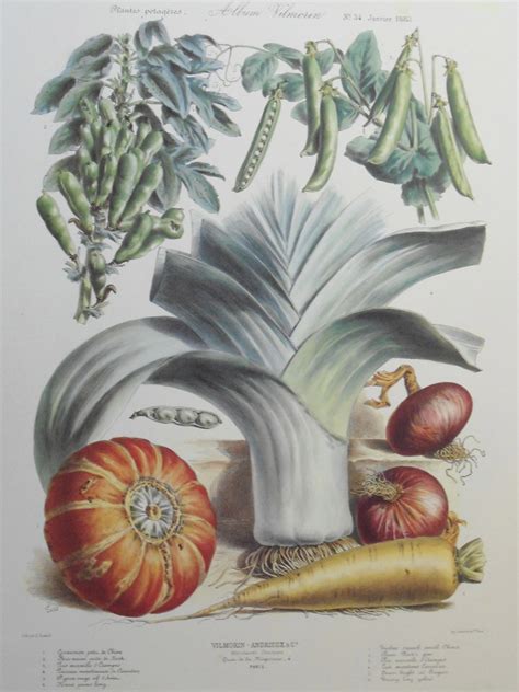 vilmorin the vegetable garden Epub