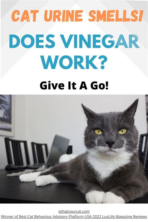 vinegar for cat pee