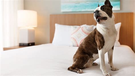 virginia beach hotels pet friendly