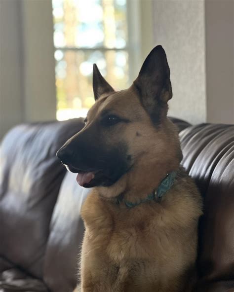 virginia german shepherd rescue