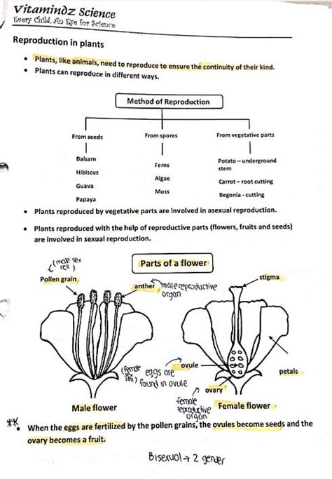 vitamindz science answer key Doc