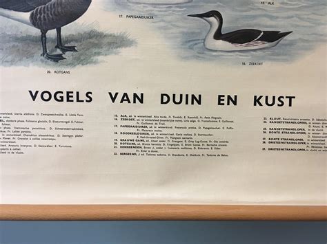 vogels van duin en kust toelichting bij de schoolplaat Doc