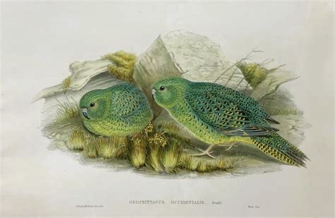 vogels van nieuwguinea deel 1 band 7met kleurenreprodukties uit john goulds monographs of birds Reader