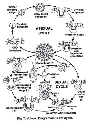 volvox life cycle diagram Kindle Editon