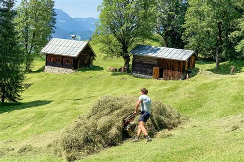 vorgeschichtliches leben in den alpen Reader