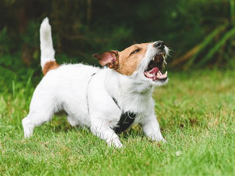 waarom blaffen honden over het gedrag van uw hond Doc