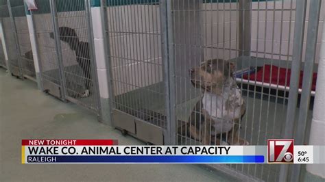 wake county animal shelter