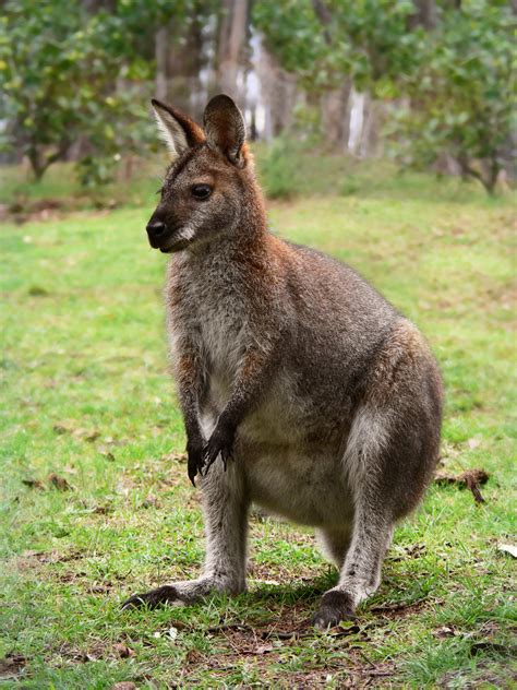 wallaby's