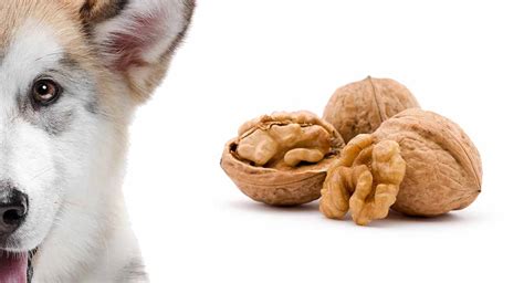 walnuts for dogs