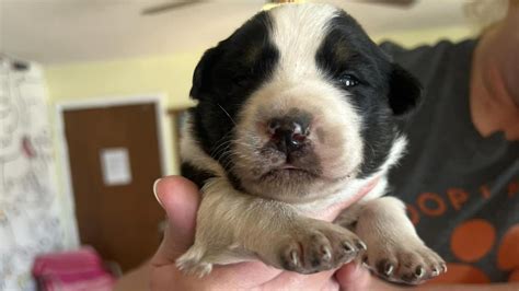 warren county bowling green humane society