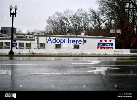 washington dc animal shelter