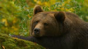 wat het bos verbergt Kindle Editon