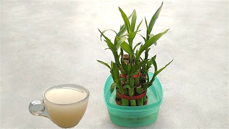 water bamboo fertilizer