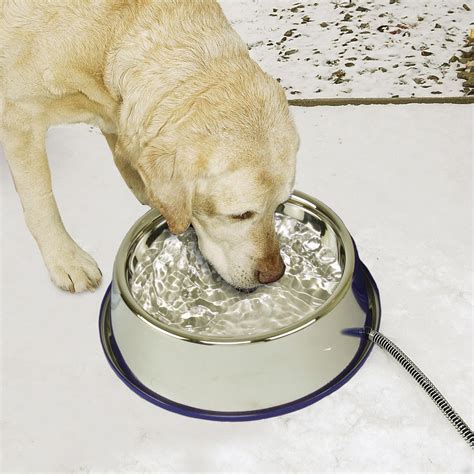 water bowl for dogs