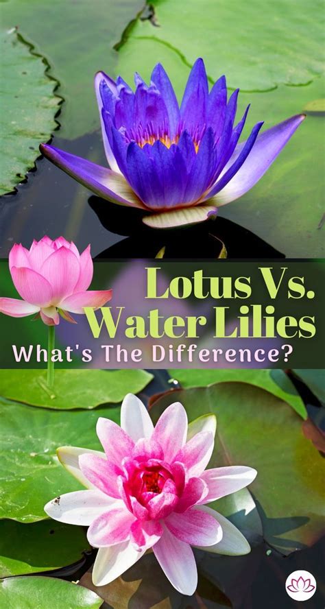 water gardening water lilies and lotuses Epub