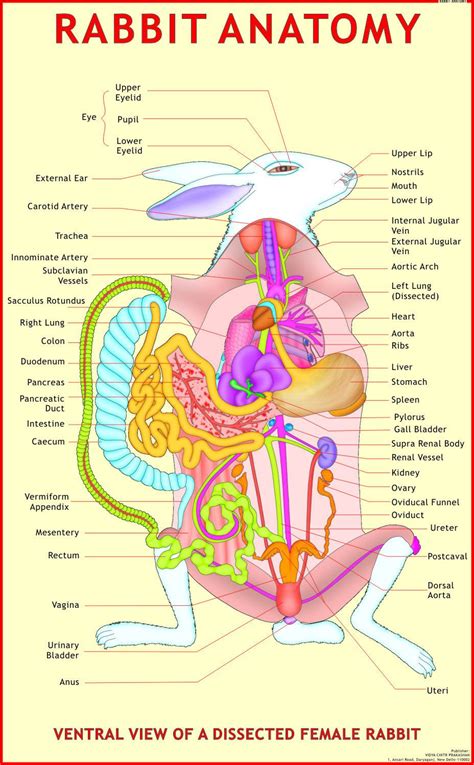 water system diagram for rabbit Doc