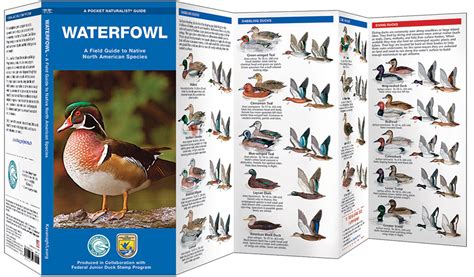 waterfowl a field guide to native north american species pocket naturalist guide series Epub