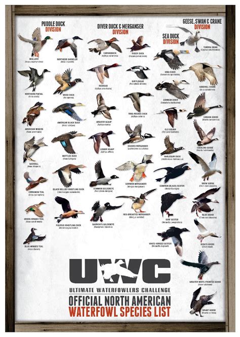 waterfowl of north america 2015 wall calendar Kindle Editon
