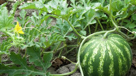 watermelons how to plant grow and harvest for the backyard gardener Kindle Editon