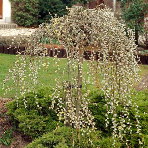 weepingpussywillow