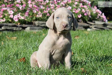 weimaraner for sale near me