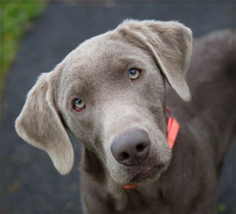 weimaraner mix labrador