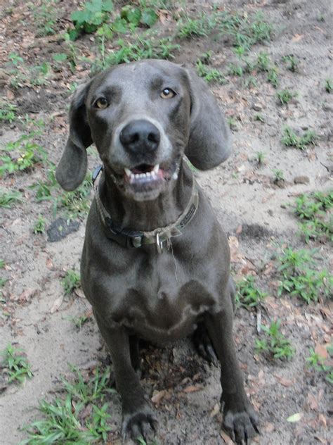 weimaraner rescue