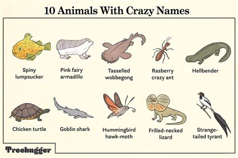 weird animal names