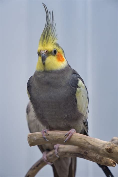 weiro cockatiel