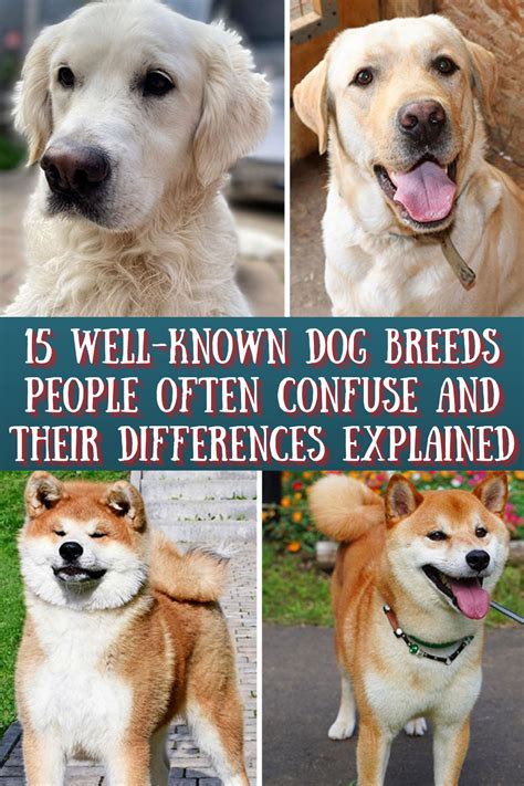 well known dogs