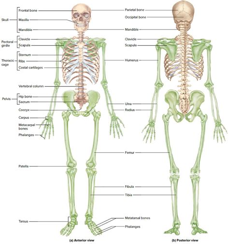 well labelled diagram human skeleton Reader