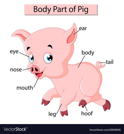 well labelled diagram of a pig Kindle Editon