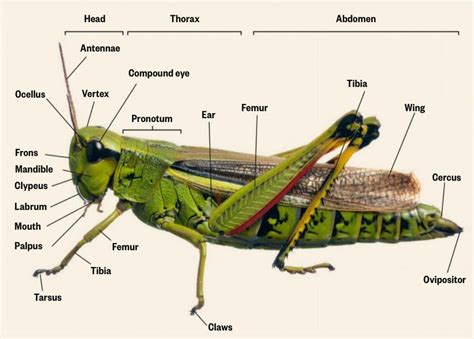 well labelled diagram of grasshopper Reader